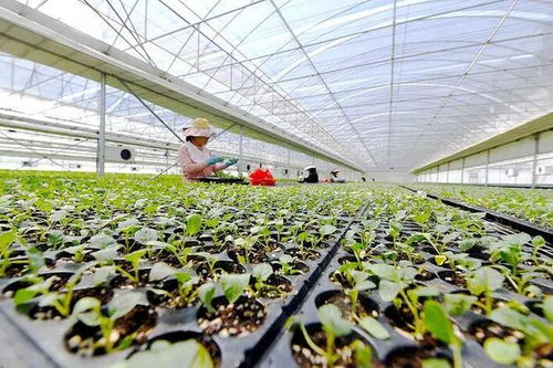 年产超1.3亿株苗的奇迹 濮阳如何用“农业芯片”赋能农业强市建设