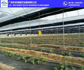 掌控育苗秘诀 深入解析育苗大棚造价与高效搭建
