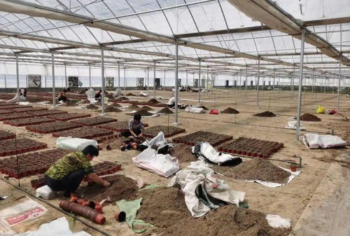 仁爱温室花卉大棚 28万株苗木的成长之旅