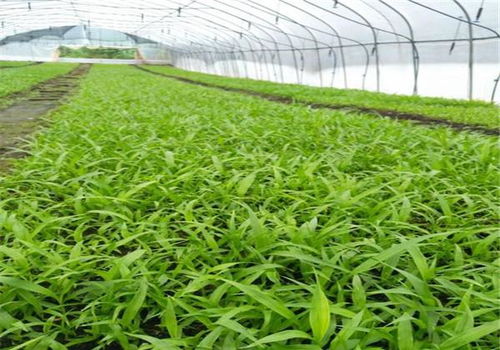 白芨采摘时间与种植注意事项 育苗大棚助力高产