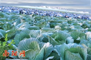 产业集群化扮靓新农村，育苗大棚铺就富民路