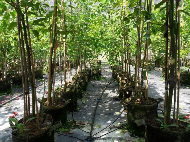 江苏厂家直销各种大棚育苗微喷 园林绿化喷灌设备