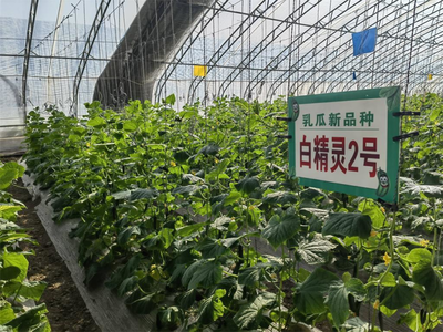 乡村振兴看吴忠|吴忠市利通区上桥镇:温棚蔬果&ldquo;种&rdquo;出致富新图景