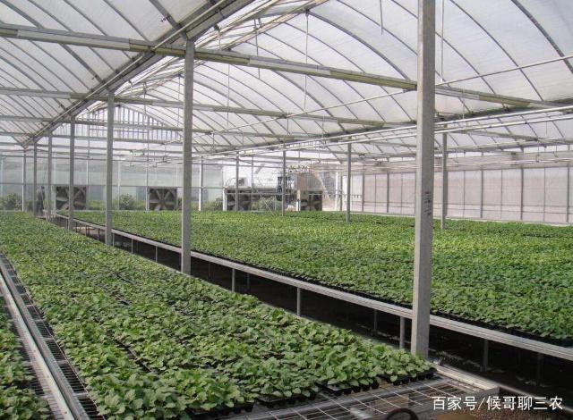 蔬菜育苗基本设施,塑料棚这样搭建,深受生产者的欢迎
